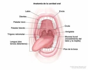 Cáncer de boca - Revisión dentista Madrid - Exploración oral